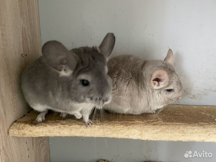 Шиншиллы парами