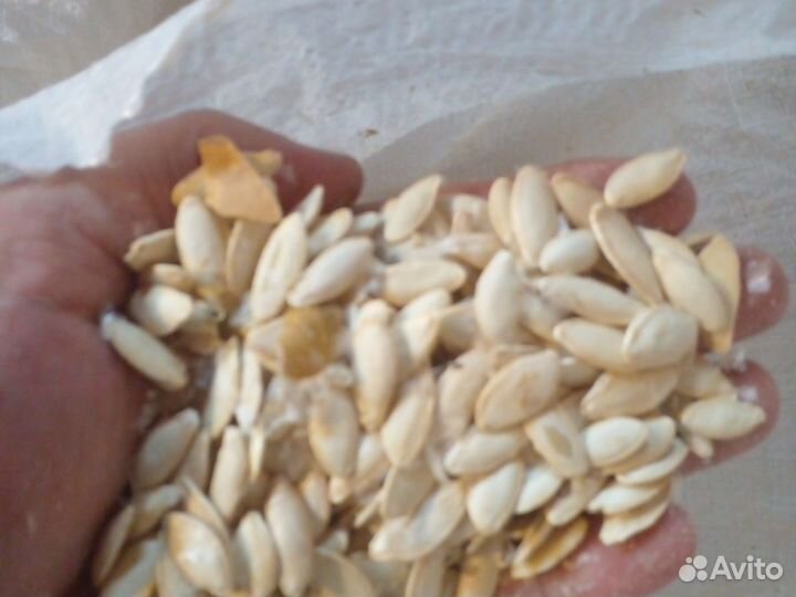 Жмых семян тыквы