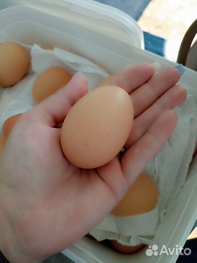Продам яйцо куриное домашнее