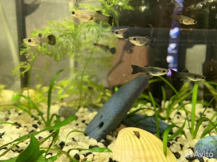 Гуппи московские сине-зеленые малахитовые