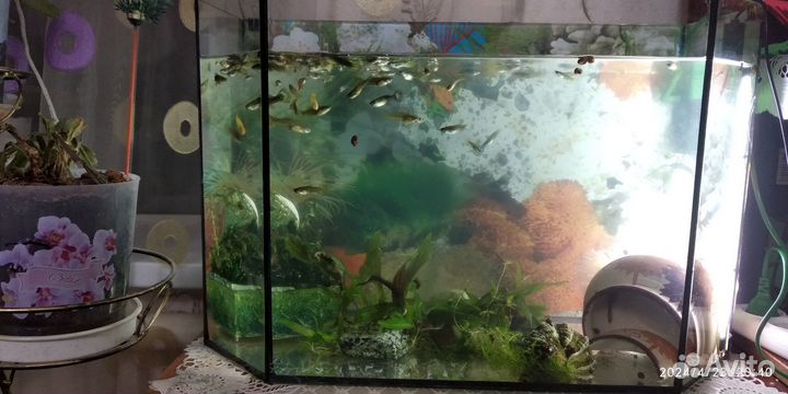 Аквариум, ракушки, вёдра