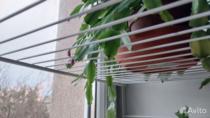 Декабрист взрослый