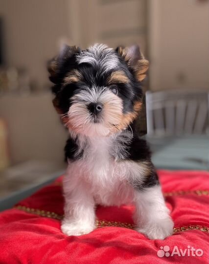 Красивые малыши Бивер терьер