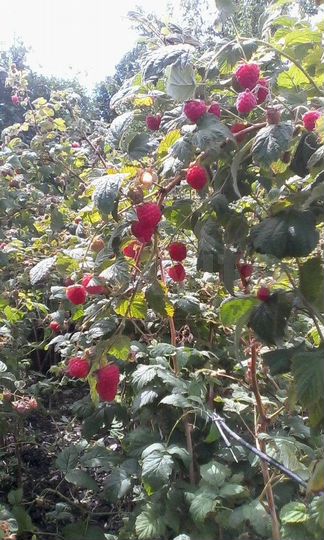 Дача 30 м² на участке 7,6 сот.