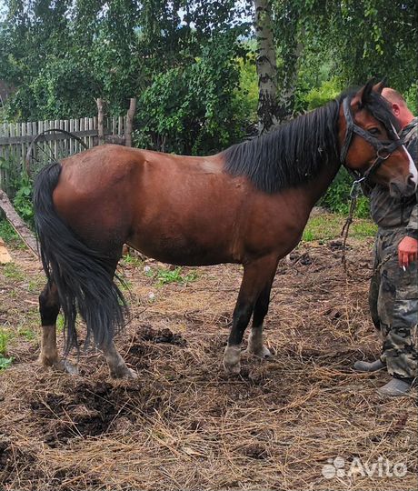 Лошадь кобыла