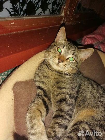 Три очаровательных котенка