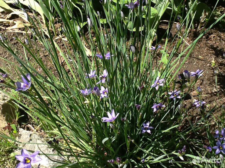 Не прихотливые многолетники