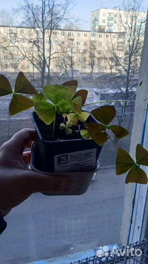 Кислица оксалис