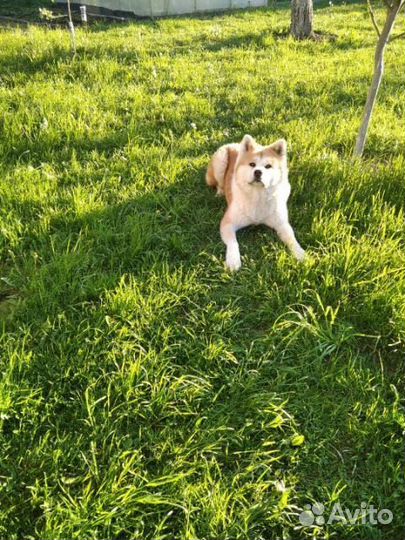 Передержка и прогулка с собакой