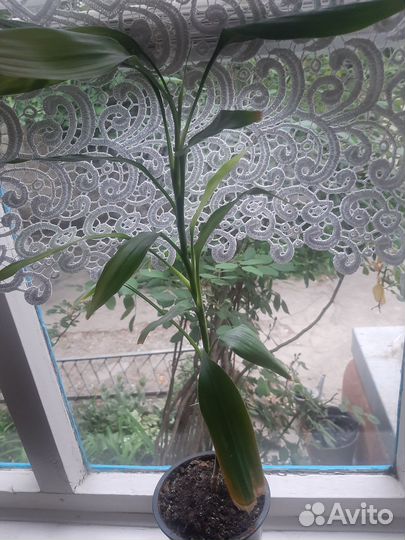 Комнатные цветы