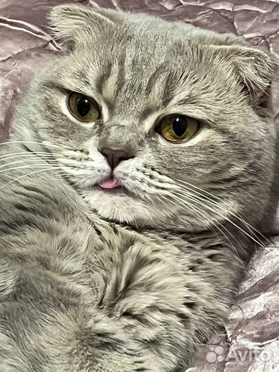 Шотландская вислоухая кошка