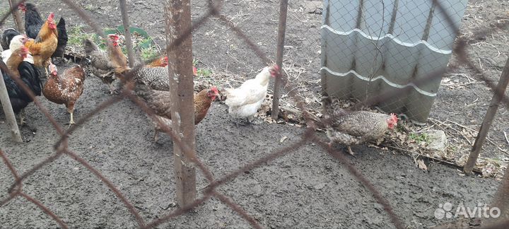 Куры Билефельдер, леггорнпарц, Синь Дянь, Маран