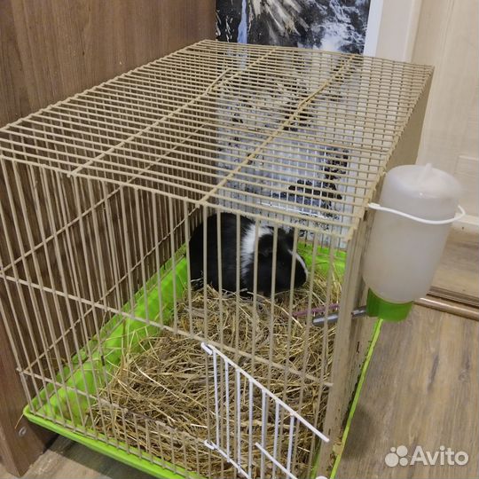 Морская свинка с клеткой