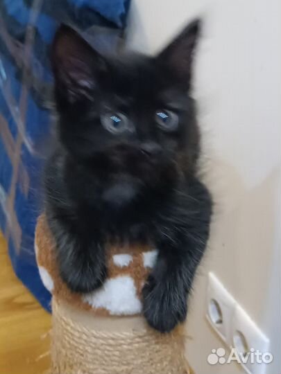 Майн кун котята