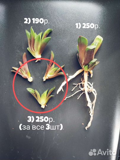 Хавортия ретуза Суккуленты по всей России