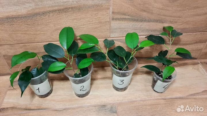 Фикус бенджамина кинки твилайт али