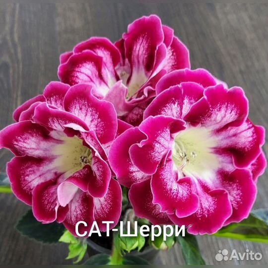 Сат-Глоксинии сортовые махровые Ч.2