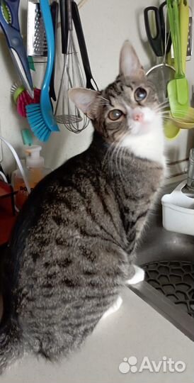 Кошка 10 месяцев