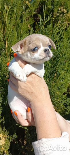 Мальчишки чихуашки