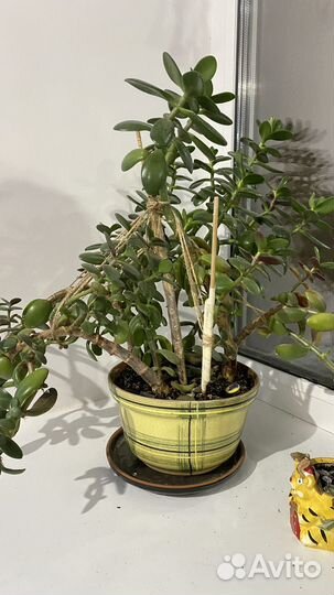 Толстянка (денежное дерево)