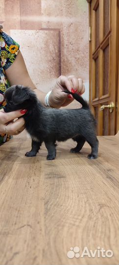 Чихуахуа длинношерстная девочки