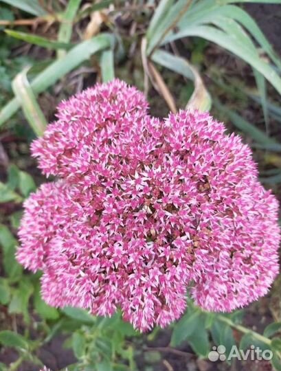 Очиток седум