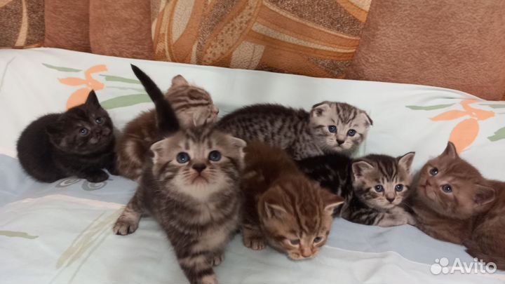 Шотландские котята