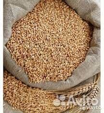 Пшеница, ячмень, овёс. Урожай 2023 г