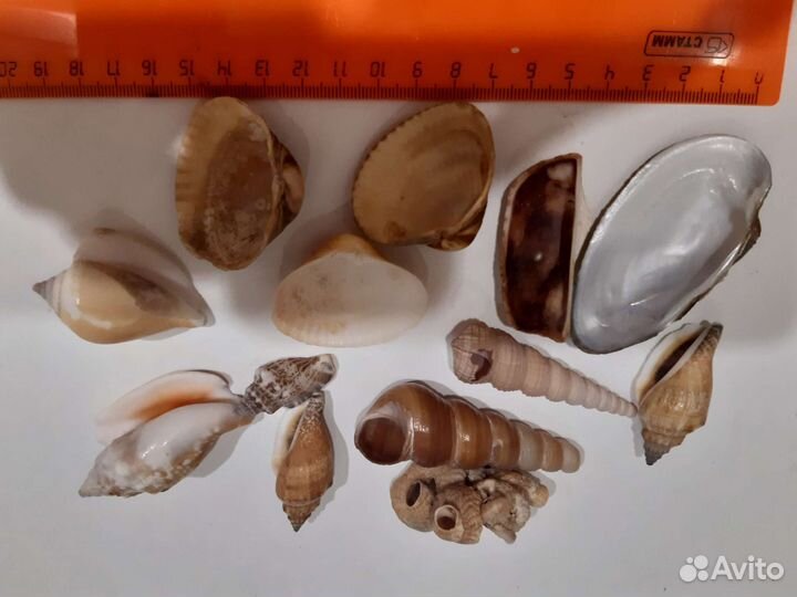 Ракушки для интерьера и аквариума