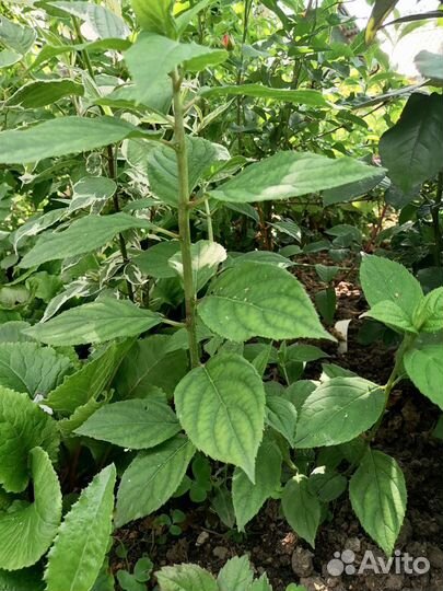 Гортензия Грандифлора