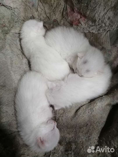 Котята от турецкой ангоры