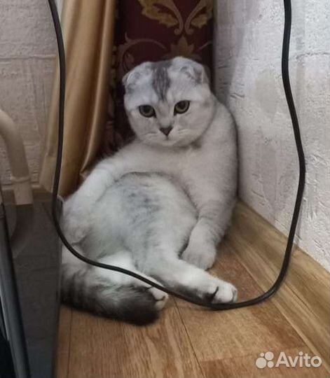 Британская кошка
