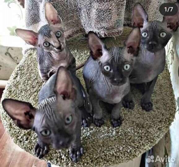 Вязка Канадский Сфинкс