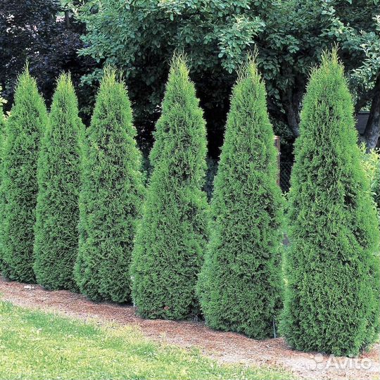 Туи смарагд