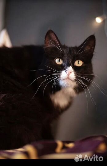 Кошечка из приюта