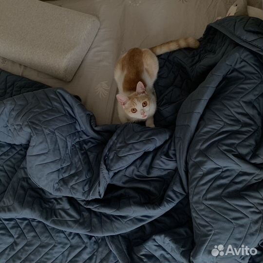 Кошки вислоухие