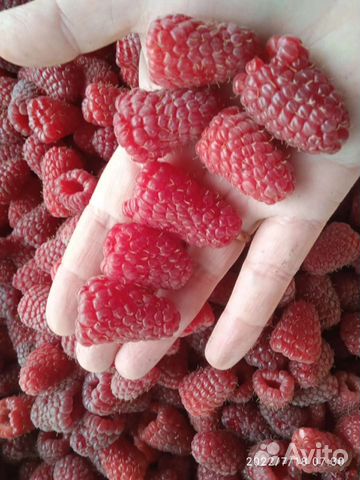 Саженцы малины