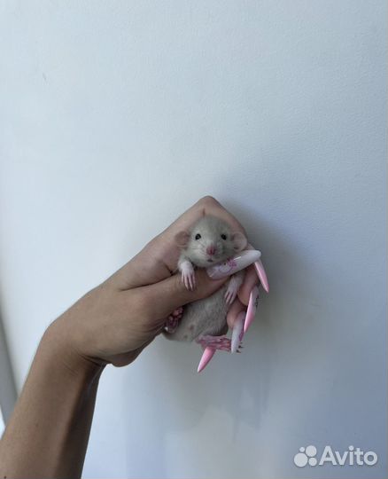 Крысята дамбо из проф. питомника