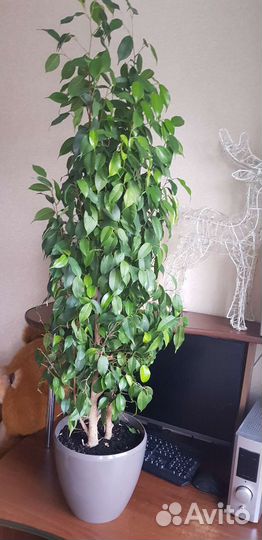 Фикус Бенджамина даниэль 120 см