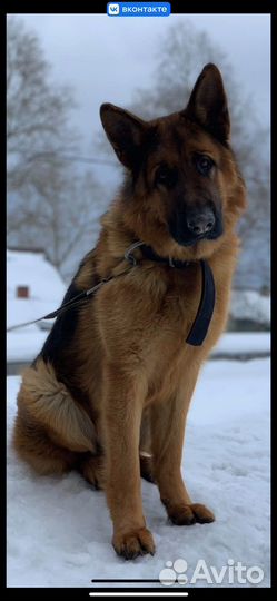 Немецкая овчарка