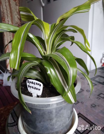 Драцена,Кротон,Аглаонема, Фикус, Аспарагус