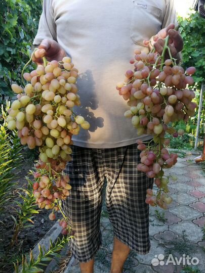 Саженцы и черенки винограда