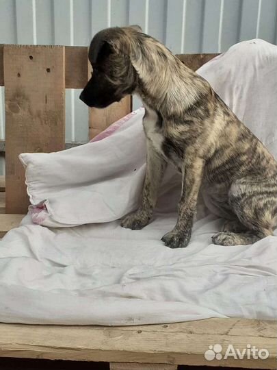 Щенки бесплатно