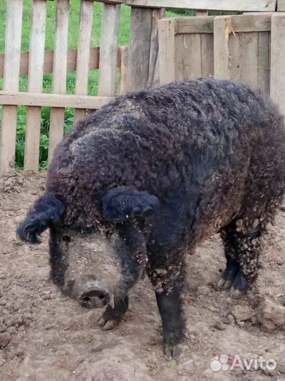 Продам поросят кармалов