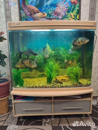Аквариум
