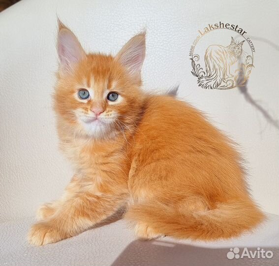 Огненная Treisy Mos Lakshestar