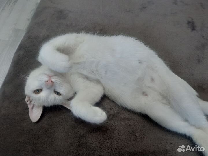 Белый котик