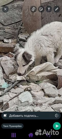 Щенок(кобель)