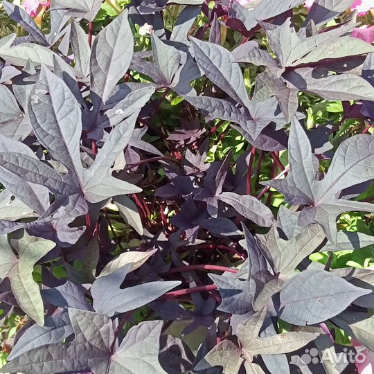 Батат фиолетовый, девичий виноград, кала белая