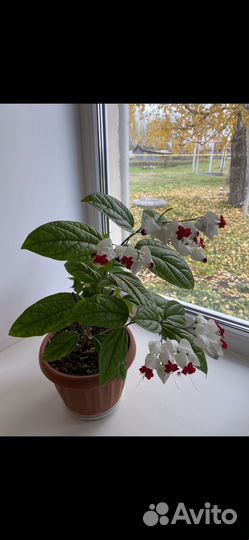 Клеродендрум томпсон